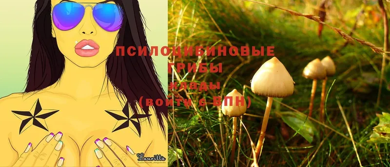 Псилоцибиновые грибы Magic Shrooms  Асино 